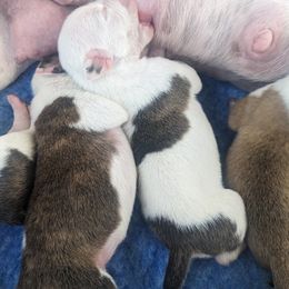 American Staffordshire Terrier Puppies from Buckeye Amstaffs