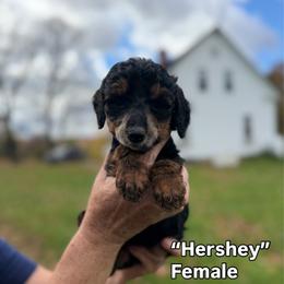 Hersey - Black female Poodle puppy in St. Johnsbury, Vermont from Poodles of the Northern Woods