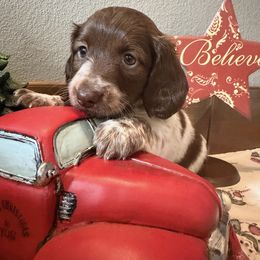 Tabby - Piebald female Dachshund puppy in Keota, Oklahoma from Skyview Doxie Ranch