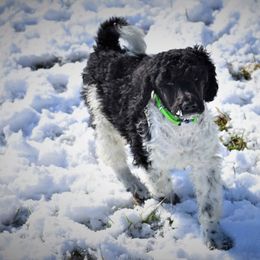 Poodle Puppies from MD Triple Creek Ranch