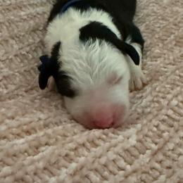 Blue - Gray and white male Old English Sheepdog puppy in Iowa from Midwest Puppy Paws
