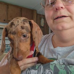 Dachshund Puppies from Blue Mist Dachshunds