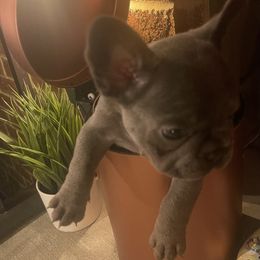 French Bulldog Puppies from Luxury French Bulldogs