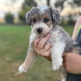 Aspen - Blue merle female Bernedoodle puppy in Warrensburg, Missouri from Dreamer Ridge Puppies