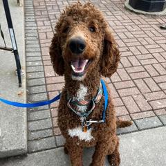 Kuma - Goldendoodle