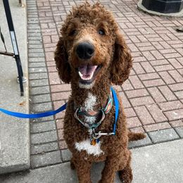 Kuma - Goldendoodle