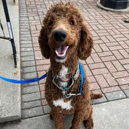 Kuma - Goldendoodle