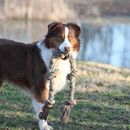 Hudson - Australian Shepherd