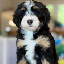 Gigi - Tri-color female Bernedoodle puppy in Yuciapa, California from AlltheDoodlez_