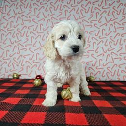 Rudolph - Buff and white male Cockapoo puppy in Bronson, Florida from Tabler Family Puppies