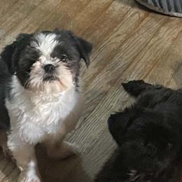 Savior - Shih Tzu