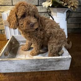 Ruthie - Red  female Goldendoodle puppy in Hackleburg, Alabama from The Doodle Patch