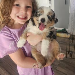 Miniature Australian Shepherd and Toy Australian Shepherd Puppies from Kinsley's Cuties & SouthPaw Creations