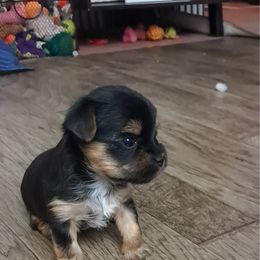 Koby - Black and tan male Yorkshire Terrier puppy in Albany, Minnesota from Sandy's Yorkshire Terriers
