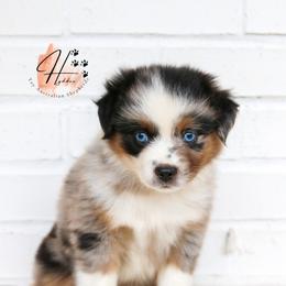 Miniature American Shepherd, Miniature Australian Shepherd, and Toy Australian Shepherd Puppies from Hydden Aussies