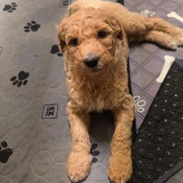 Grace - Apricot female Goldendoodle puppy in Summerfield, North Carolina from Lila's Teddybear Goldendoodles