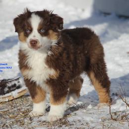 Halo, blue eyes - Red tri-color male Miniature American Shepherd puppy in Hillsdale, Michigan from Faithwalk Aussies and Mini American Shepherds