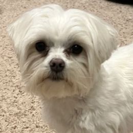 Assorted Doodle Crosses, Maltese, Maltipoos, Morkies, and Toy Australian Shepherds from 4R Aussies & Tiny Paws