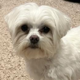 Assorted Doodle Crosses, Maltese, Maltipoos, Morkies, and Toy Australian Shepherds from 4R Aussies & Tiny Paws