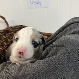 Candy - Blue merle female Miniature Australian Shepherd puppy in Mt Juliet, Tennessee from J&J Harmony Acres