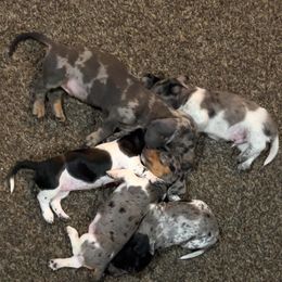 Dachshund Puppies from 307 doxies