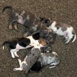 Dachshund Puppies from 307 doxies
