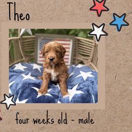 Theo - Red  male Goldendoodle puppy in Zeeland, Michigan from Dandelion Lane Doodles