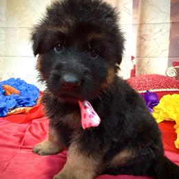 FRANK WHITE N - Black and red male German Shepherd puppy in Yorkville, Illinois from Vom Archbold Haus World Class German Shepherds