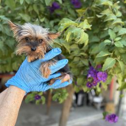Ricky - Black and tan male Yorkshire Terrier puppy in Madera Acres, California from Sol yorkies