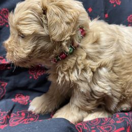Teddy Ruxpin - Wheaten male Miniature Schnauzer puppy in Groesbeck, Texas from Ranch 4M