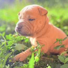 Sesame Seed - Blue sable female Chinese Shar-Pei puppy in Lehigh Acres, Florida from Florida Wrinkles