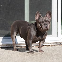 Porky - French Bulldog