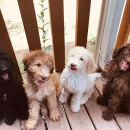 "Standard Poodle" Bearded Retriever, Bernedoodle, and Poodle Puppies from Doodle Belle Puppy