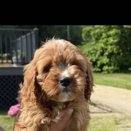 Dolly - Red female Cavapoo puppy in Bozrah, Connecticut from Cedar Creek Farm
