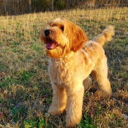 Australian Labradoodles from Cabin Hill Labradoodles