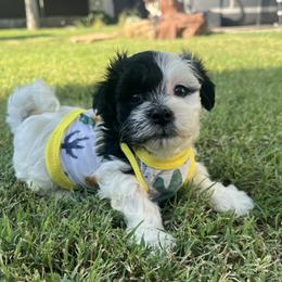 White Piebald Male Black Mkgs - Black male Havanese puppy in Monahans, Texas from Homeward Havanese, LLC