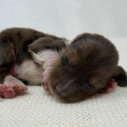 Jagger - Dapple male Dachshund puppy in Pulaski, Tennessee from Billboard Doxies
