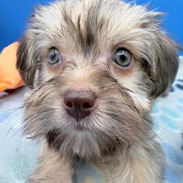 Tito - Chocolate and tan male Yorkshire Terrier puppy in Georgia & Florida, Georgia from Fiesta Pups