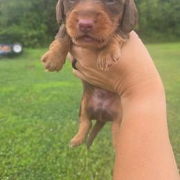 Gabe - Chocolate and tan male Dachshund puppy in Berry, Alabama from Whisper Gray