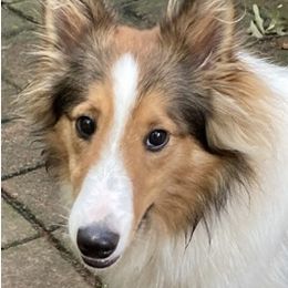 Comet - Shetland Sheepdog