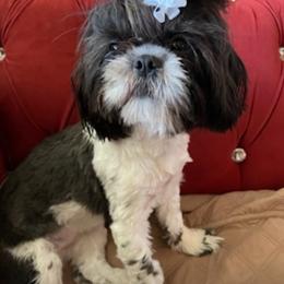 Zelda - Black and white female Shih Tzu puppy in Hemet, California from Aloha Shih Tzu