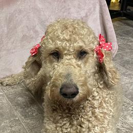 Luna - Goldendoodle