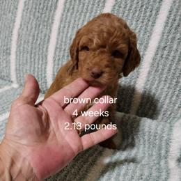 Brown collar Maizy - Apricot female Goldendoodle puppy in Fairmount, Indiana from Capens' Doodles,Poodles and Poo's