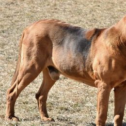 Bloodhounds from Hansen Hounds