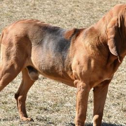 Bloodhounds from Hansen Hounds