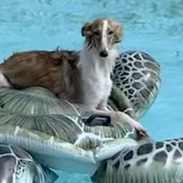 Posey - Silken Windhound