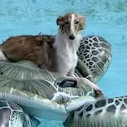 Posey - Silken Windhound