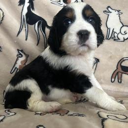 Harper - Black white and tan female English Springer Spaniel puppy in Las Vegas, Nevada from Legacy