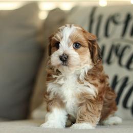 Teddy - Red sable male Havapoo puppy in Eagle Mountain, Utah from Lady Paws Puppies