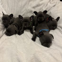 French Bulldog Puppies from Wyo frenchies